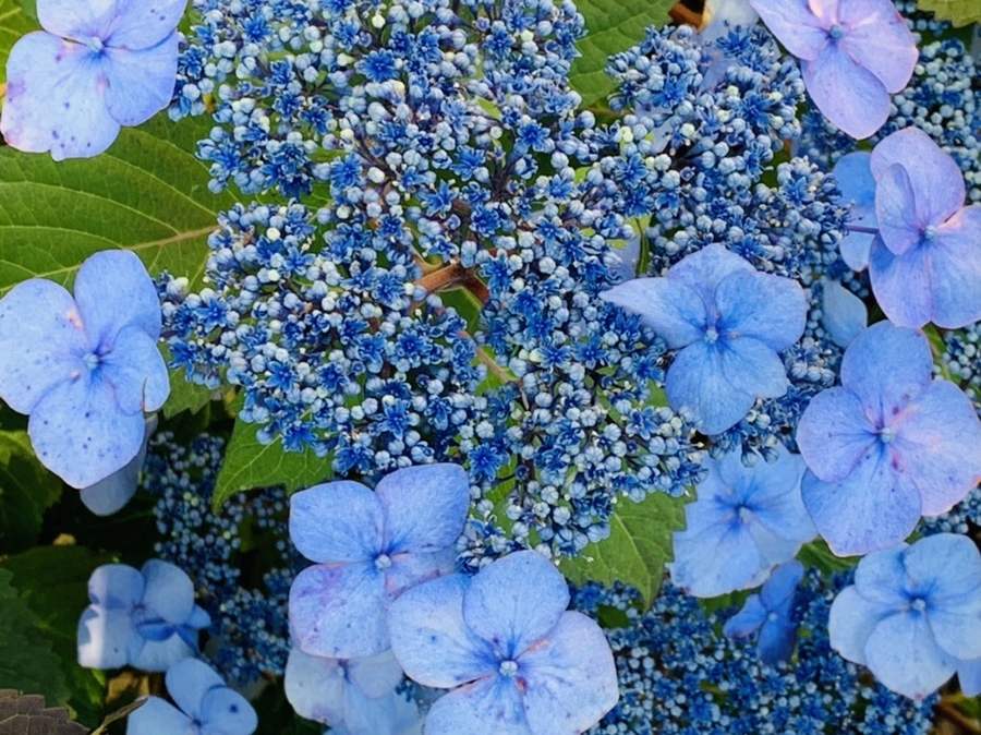 IMG_5207.jpg?type=w966