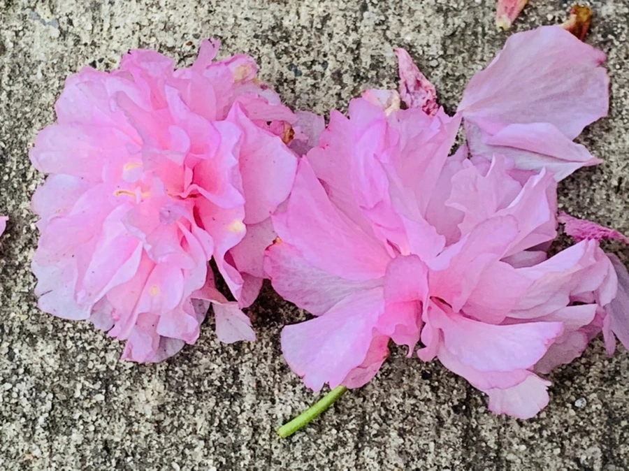 IMG_7191.jpg?type=w966