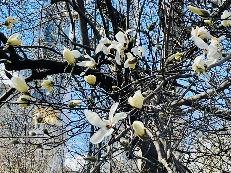 IMG_8088.jpg?type=w966