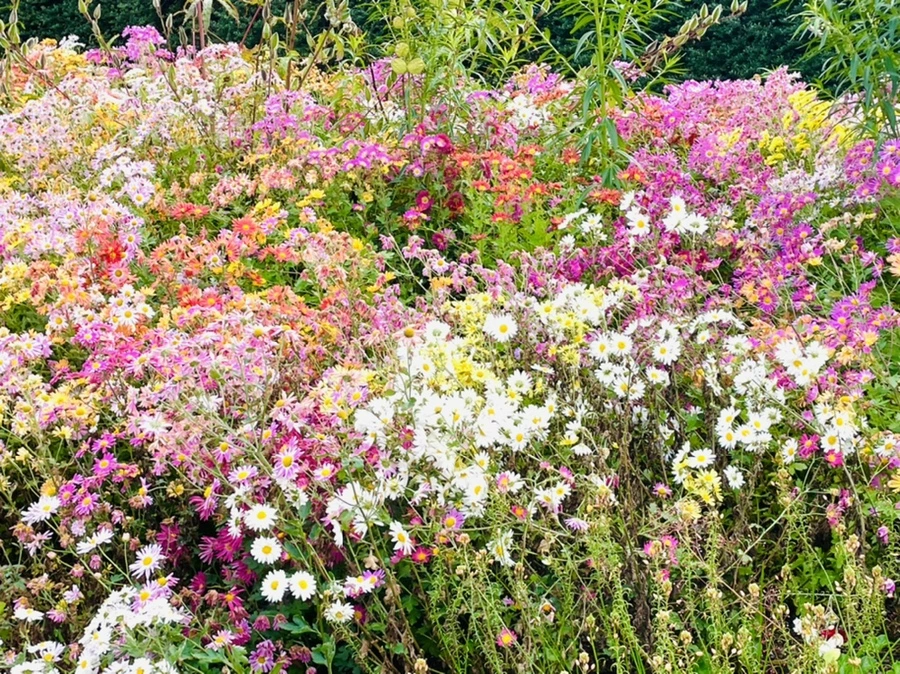 IMG_1250.jpg?type=w966