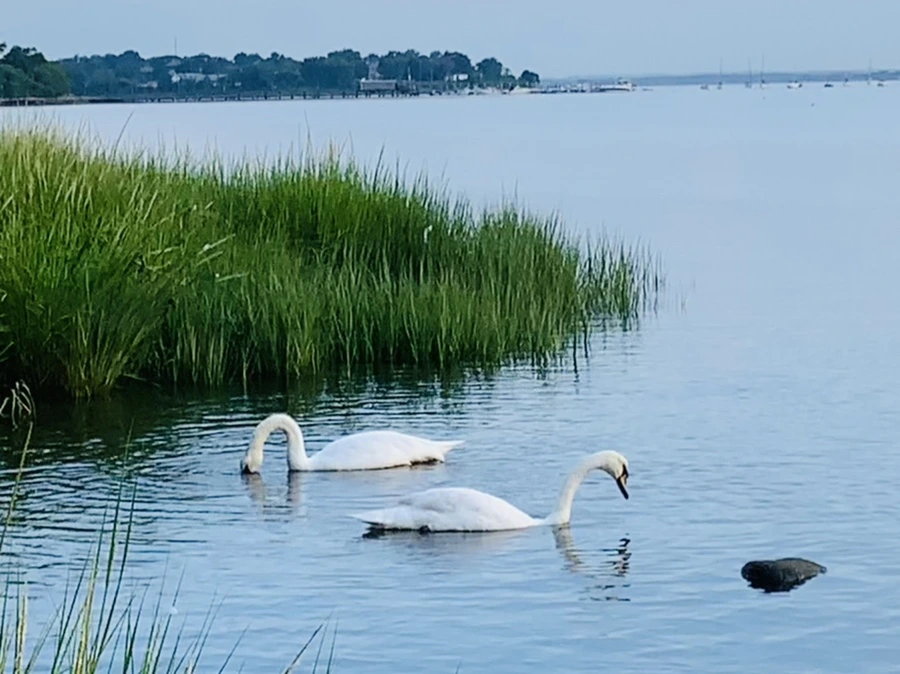 IMG_1381.jpg?type=w966