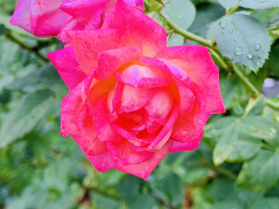 IMG_0944.jpg?type=w966