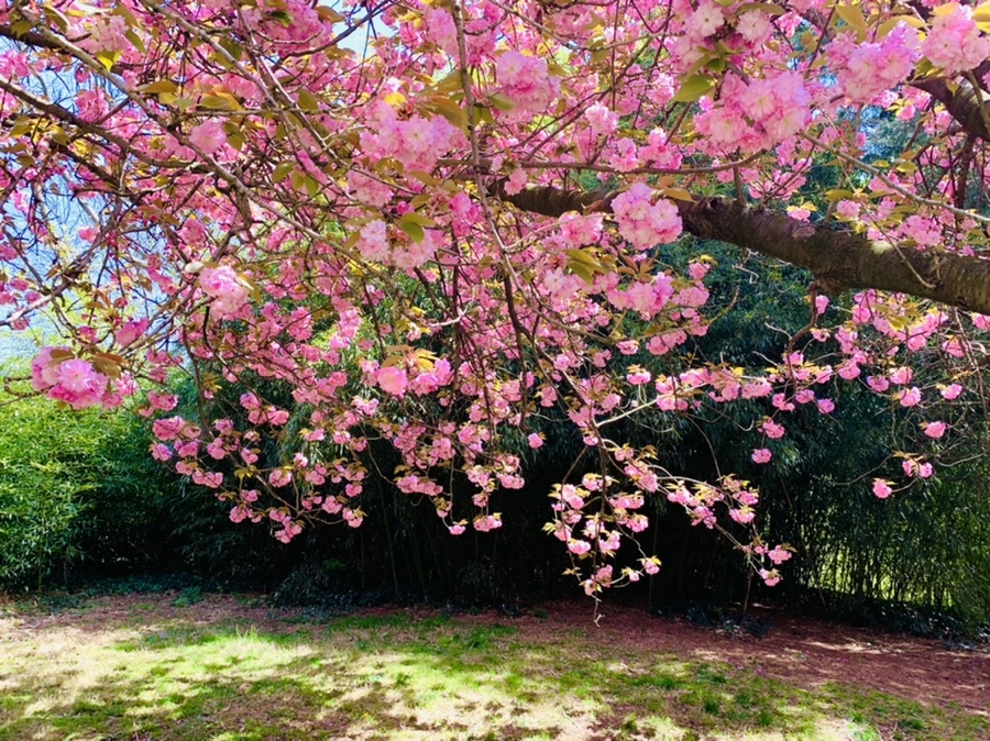 IMG_6411.jpg?type=w966