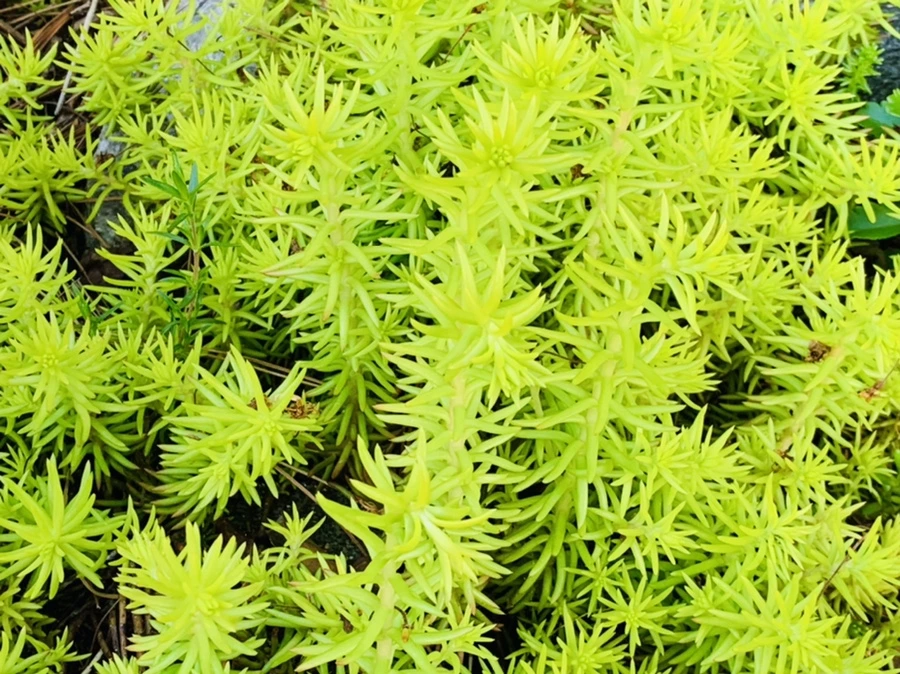 IMG_2007.jpg?type=w966