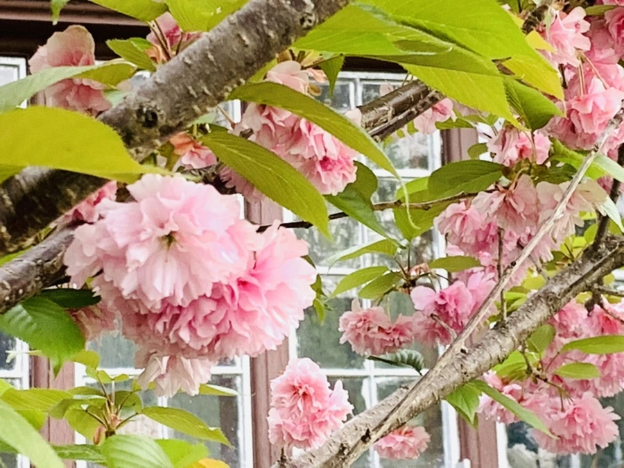 IMG_8982.jpg?type=w966