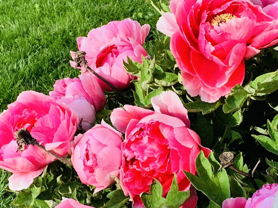 IMG_6687.jpg?type=w966