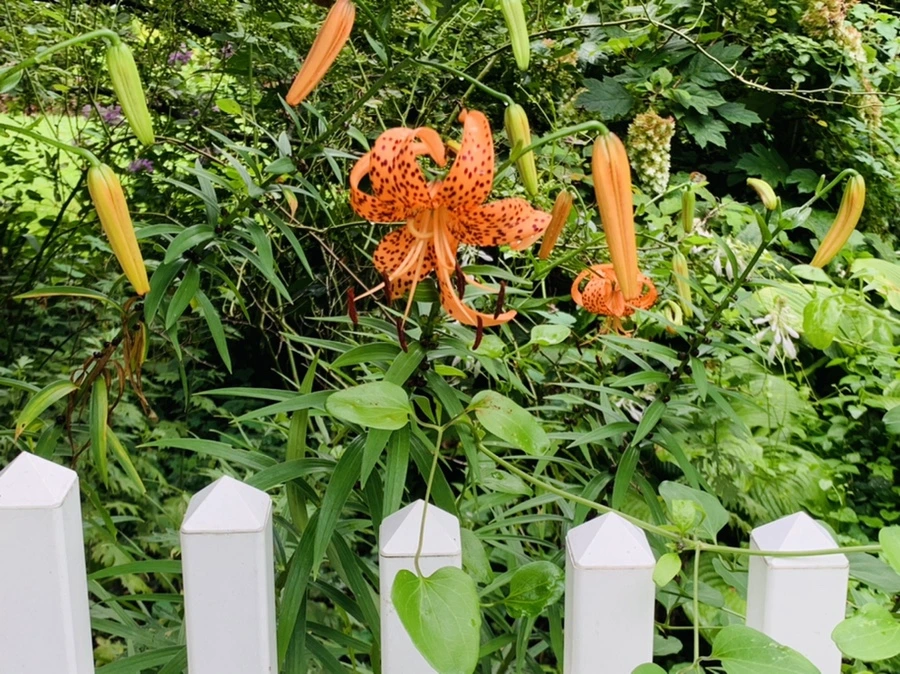 IMG_1024.jpg?type=w966