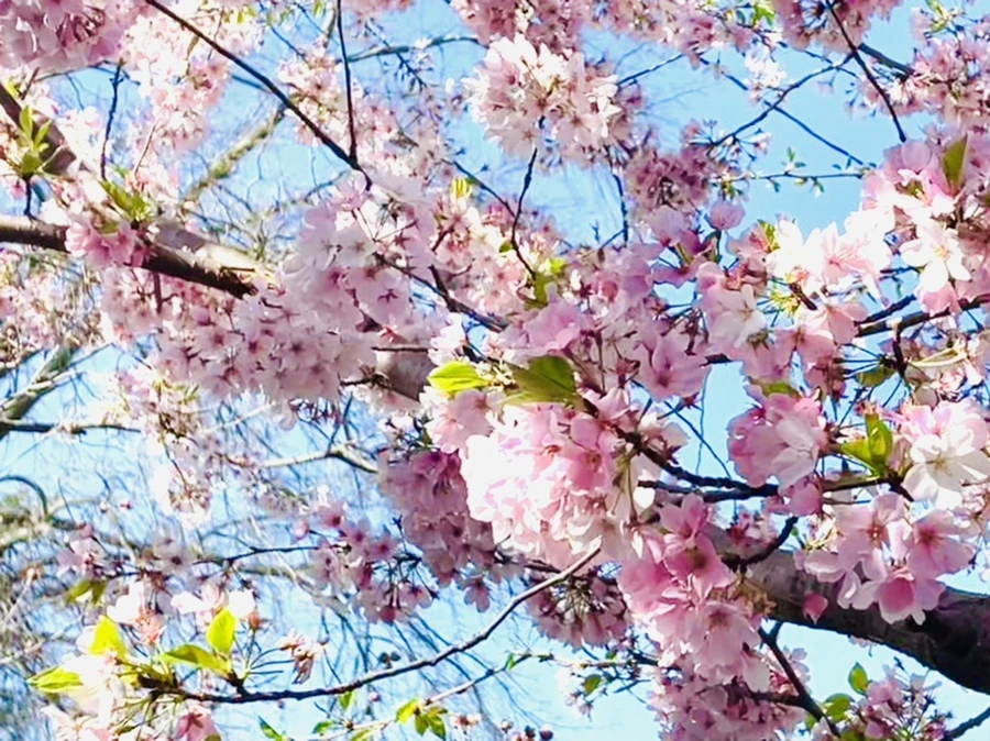 IMG_0615.jpg?type=w966