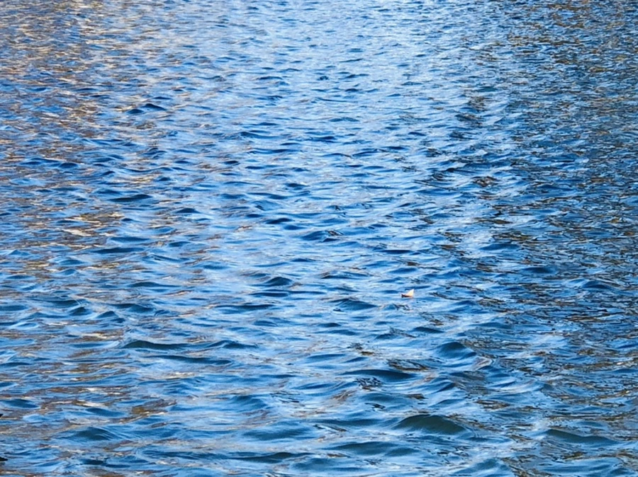 IMG_3743.jpg?type=w966