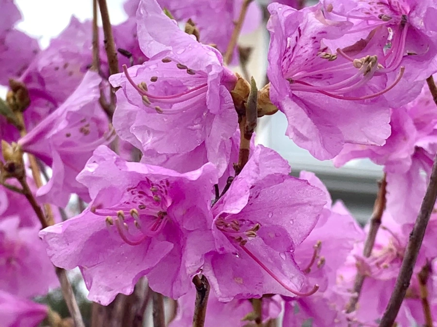 IMG_6174.jpg?type=w966