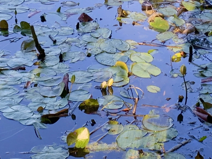 IMG_4241.jpg?type=w966