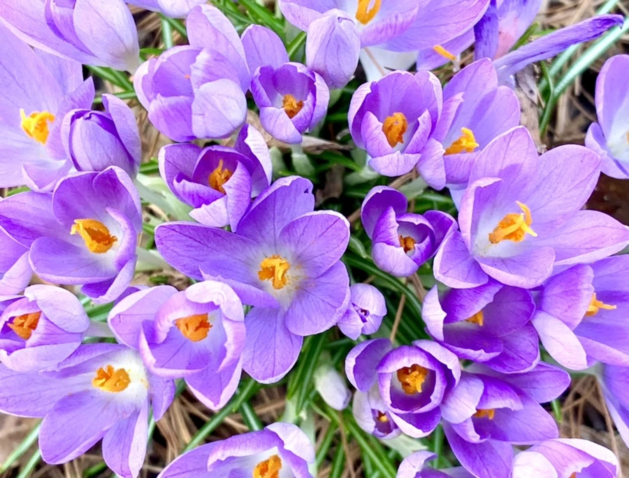 IMG_1267.jpg?type=w966