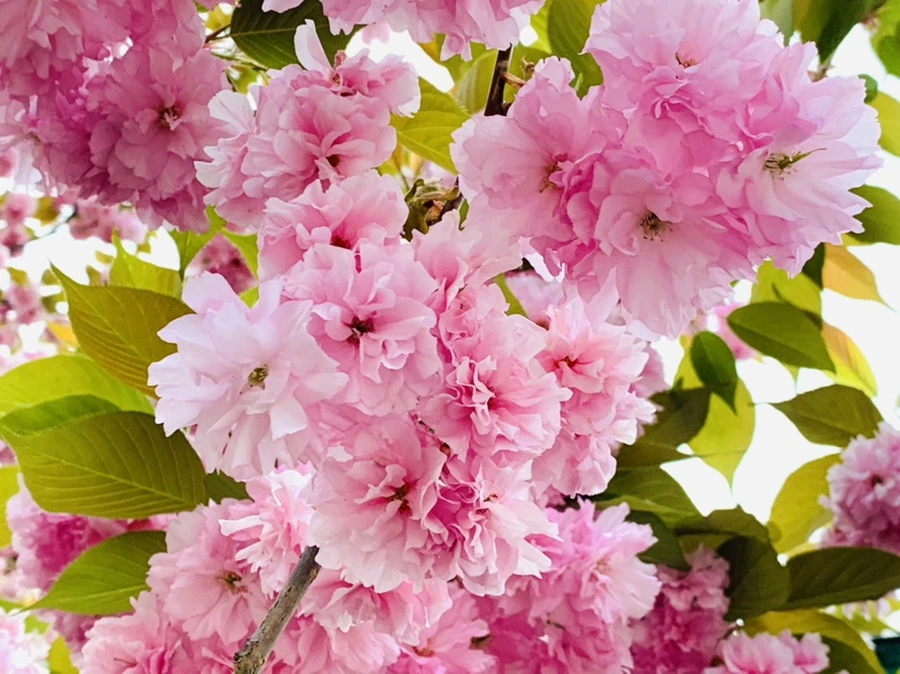 IMG_7235.jpg?type=w966