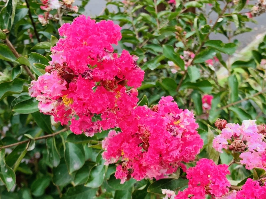 IMG_5940.jpg?type=w966