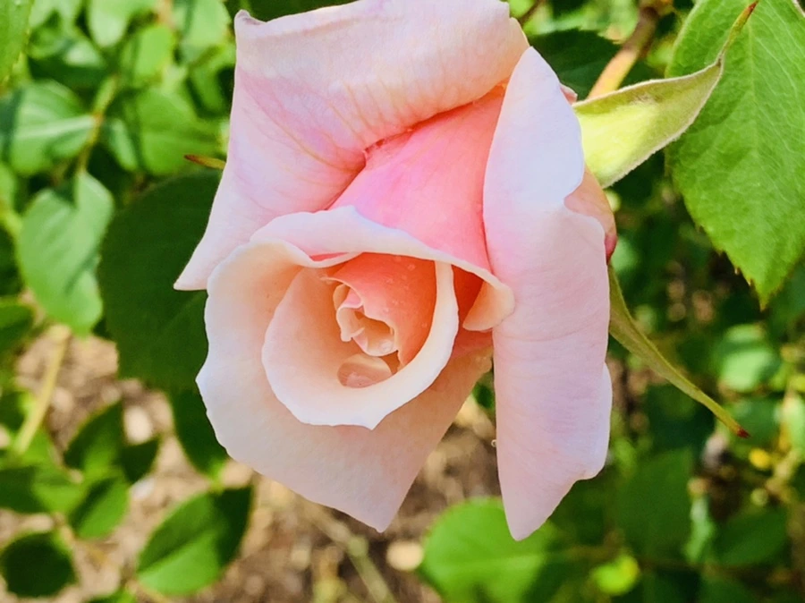 IMG_4287.jpg?type=w966