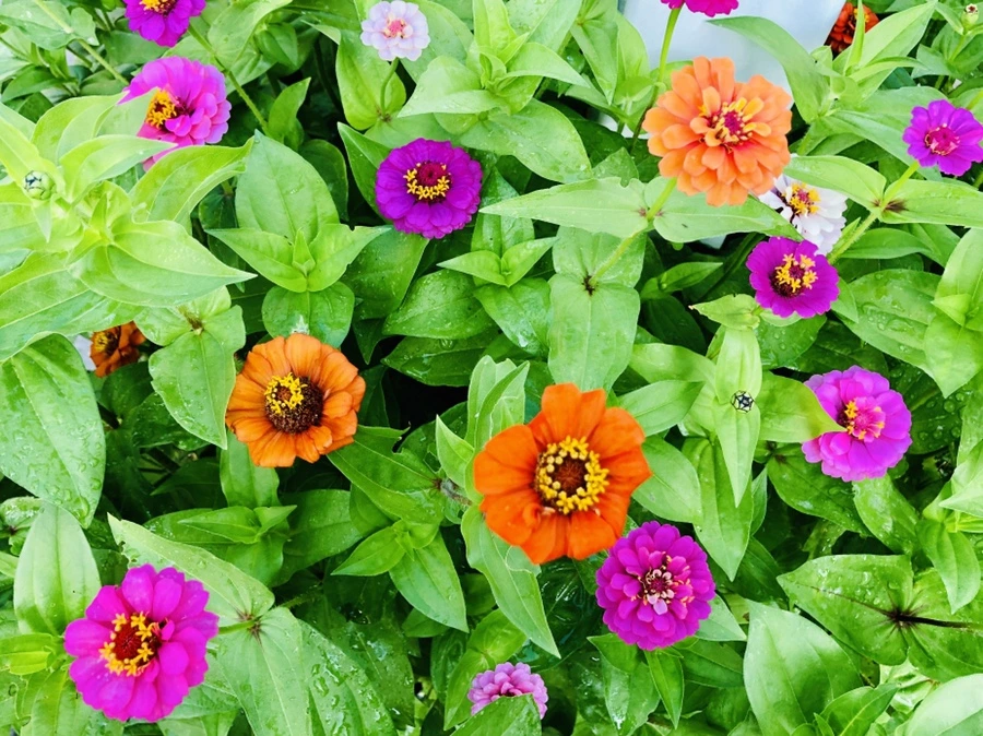 IMG_1842.jpg?type=w966