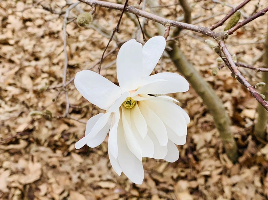 IMG_6029.jpg?type=w966