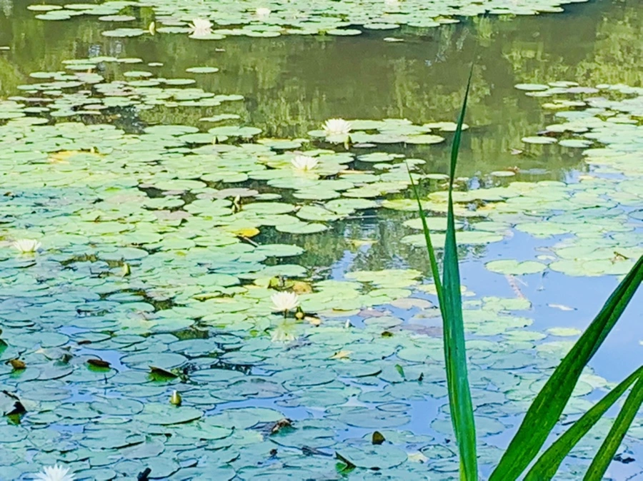 IMG_1240.jpg?type=w966