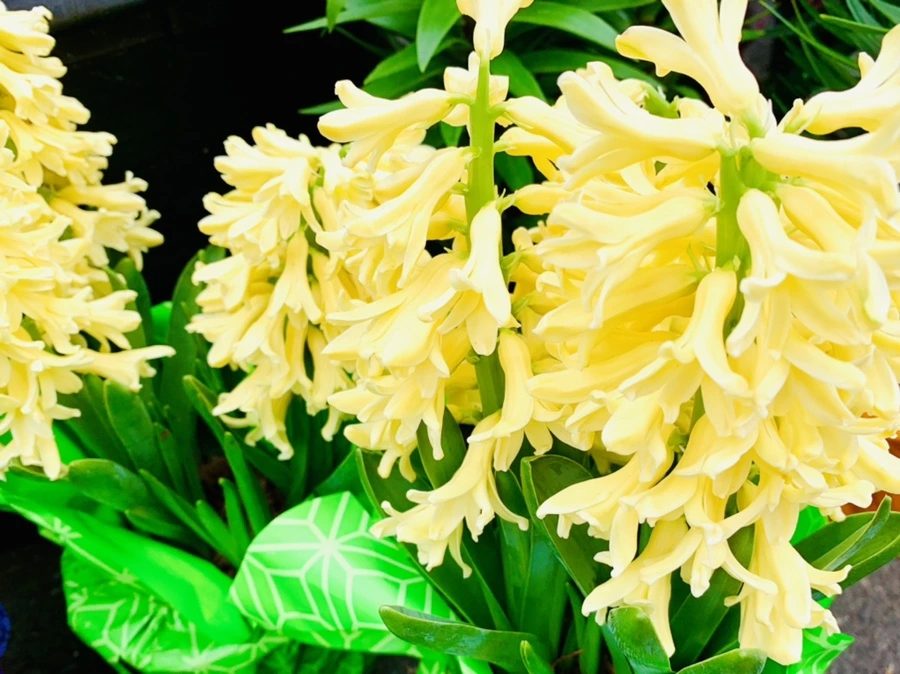 IMG_1734.jpg?type=w966