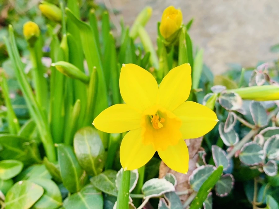 IMG_2720.jpg?type=w966