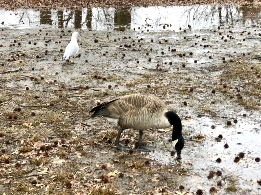 IMG_5675.jpg?type=w966