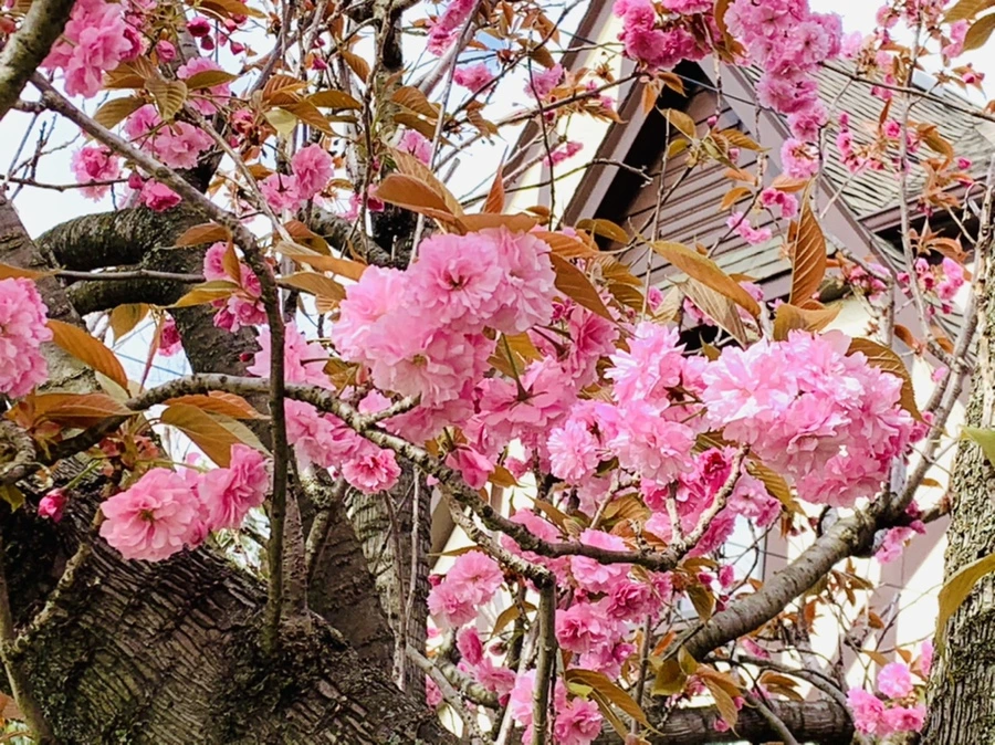 IMG_4355.jpg?type=w966