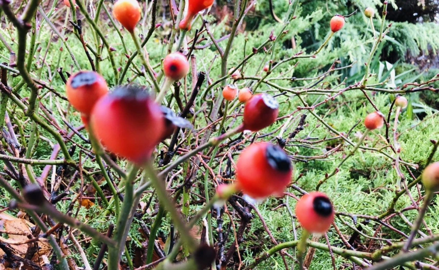 IMG_8063.jpg?type=w966