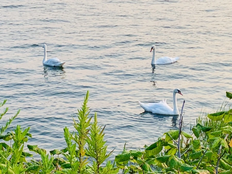 IMG_3624.jpg?type=w966