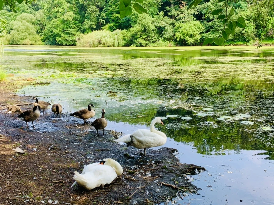 IMG_1244.jpg?type=w966