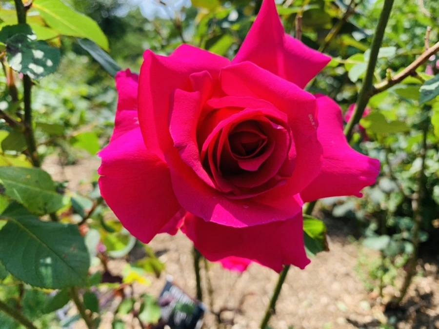 IMG_4272.jpg?type=w966