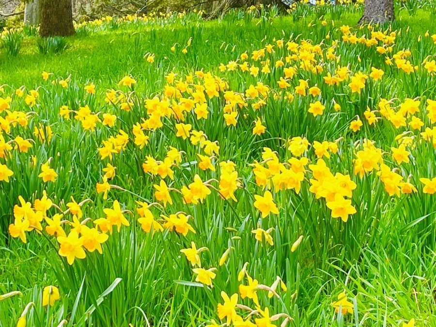 IMG_7458.jpg?type=w966