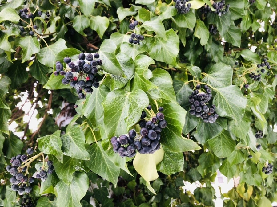 fQzHC4hnVtoFrsFfAs4Q05VG0BE