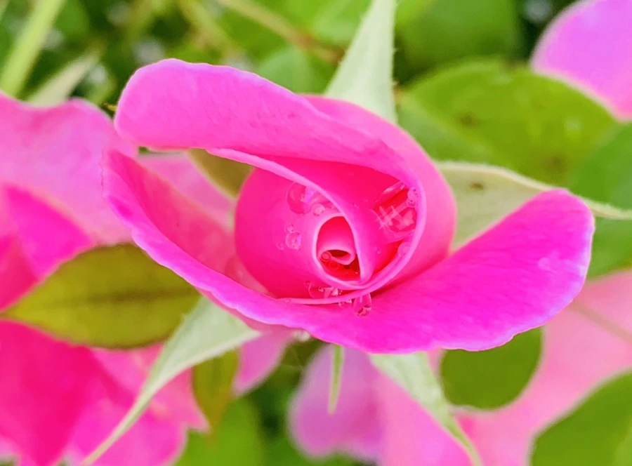 IMG_4068.jpg?type=w966