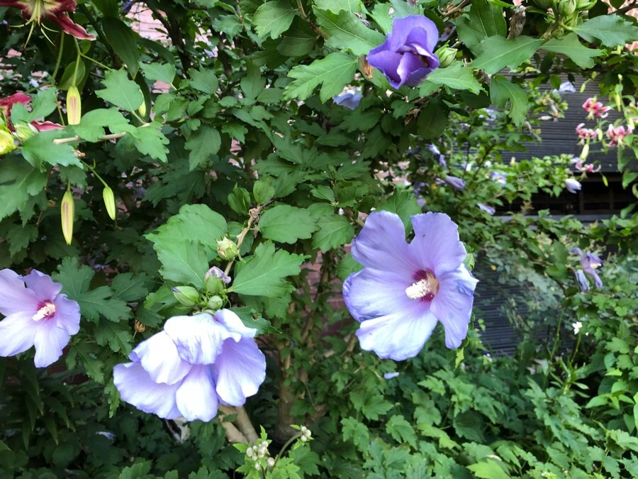 IMG_9829.jpg?type=w966