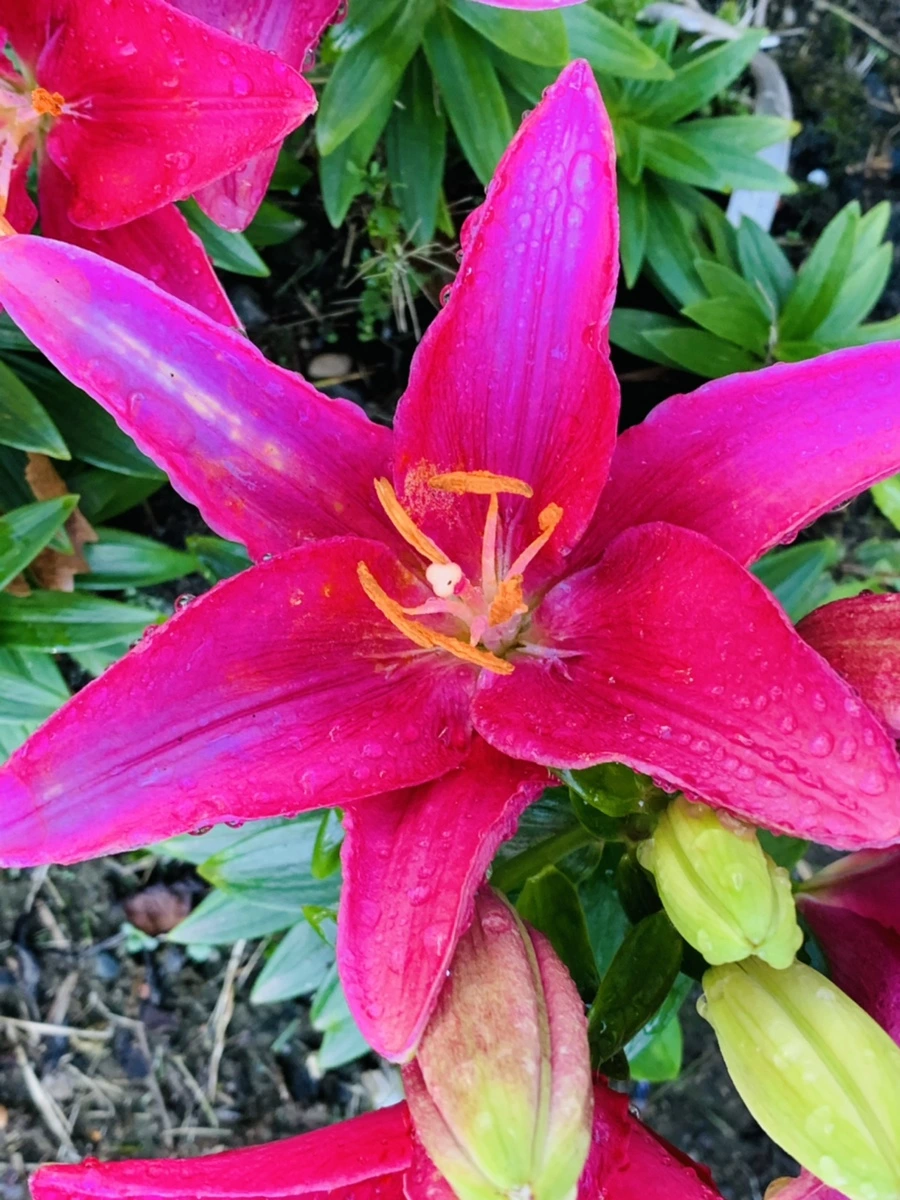 IMG_4795.jpg?type=w966