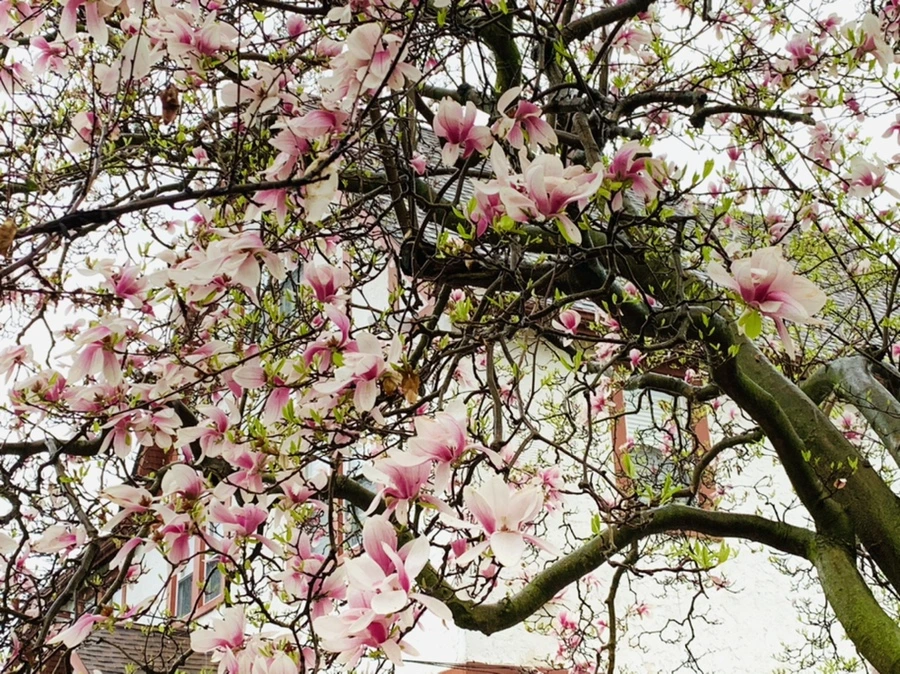 IMG_2230.jpg?type=w966