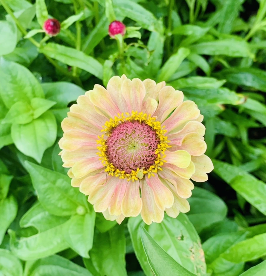 IMG_9551.jpg?type=w966