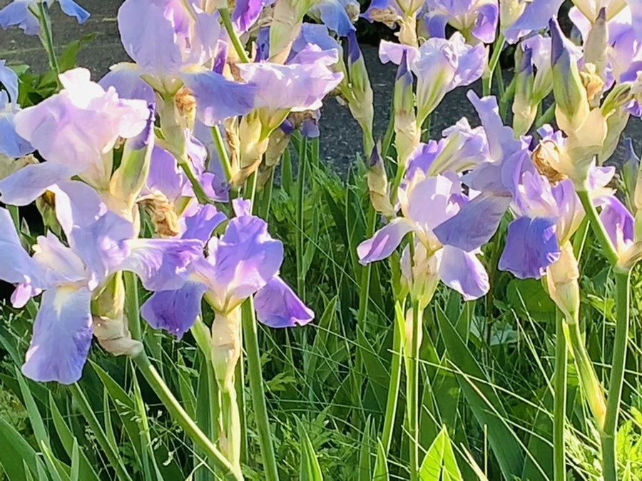 IMG_4599.jpg?type=w966