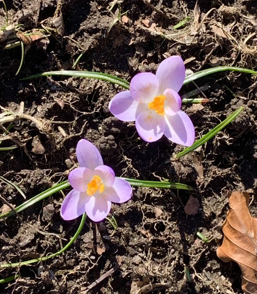 IMG_7043.jpg?type=w966