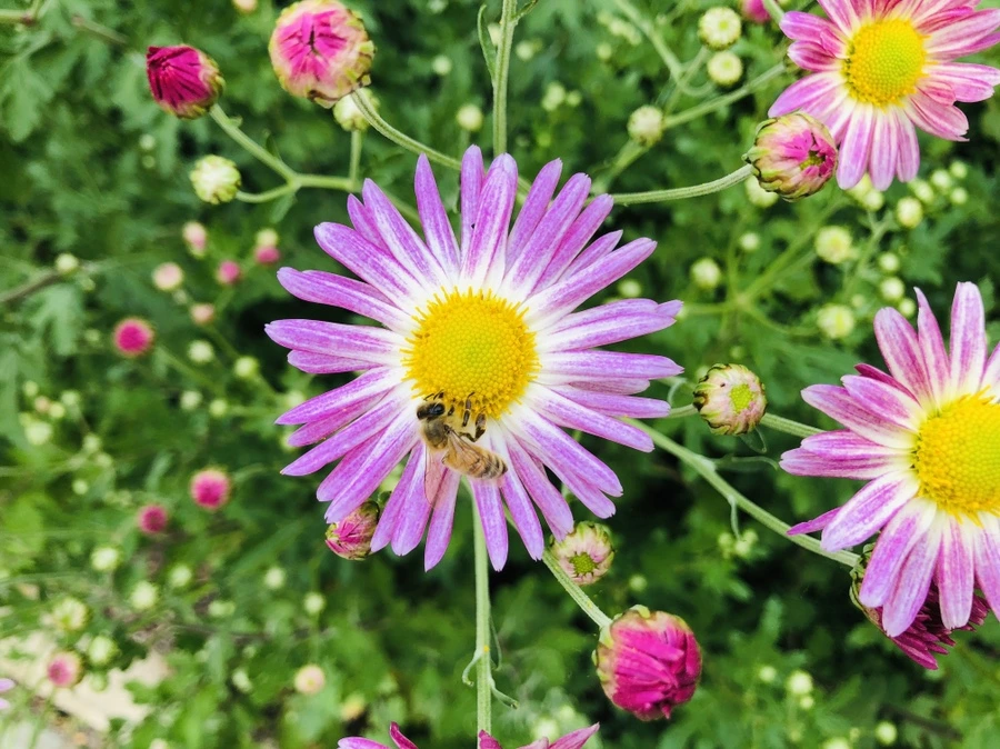 IMG_1838.jpg?type=w966