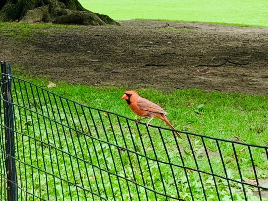 IMG_9921.jpg?type=w966