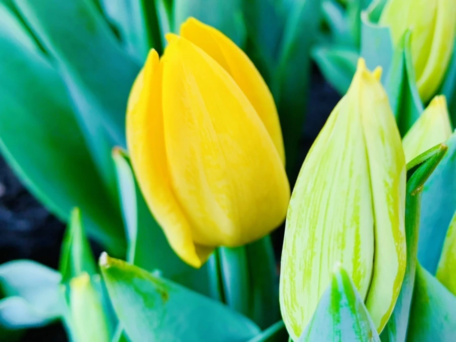 IMG_4652.jpg?type=w966