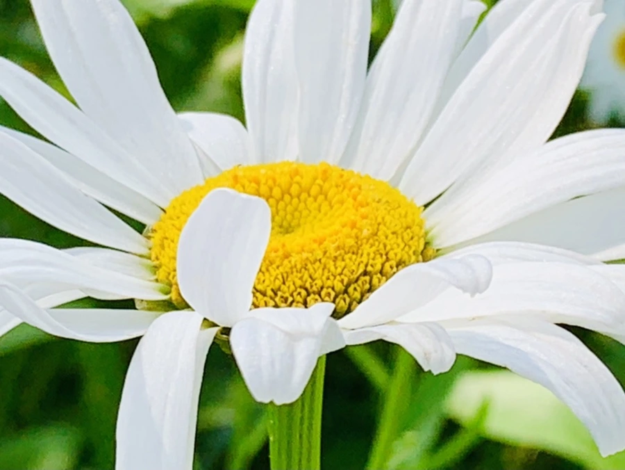 IMG_0611.jpg?type=w966