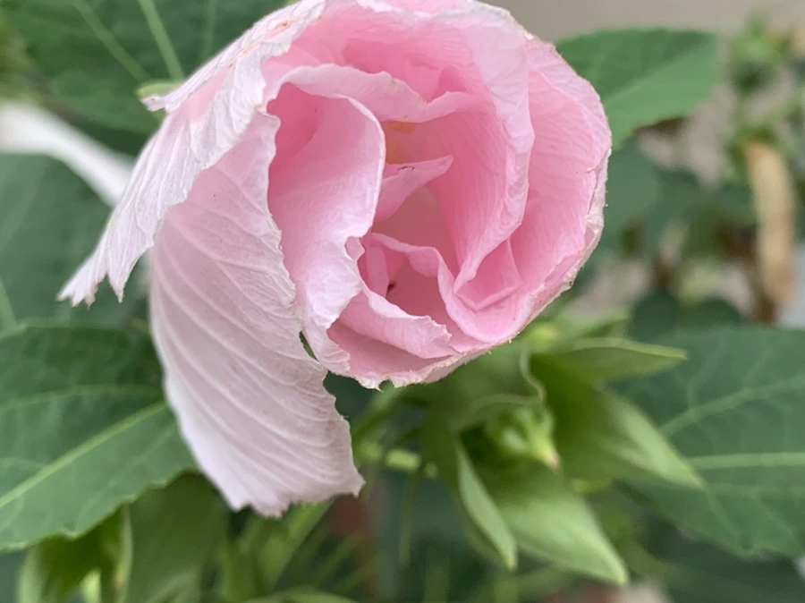 IMG_6040.jpg?type=w966