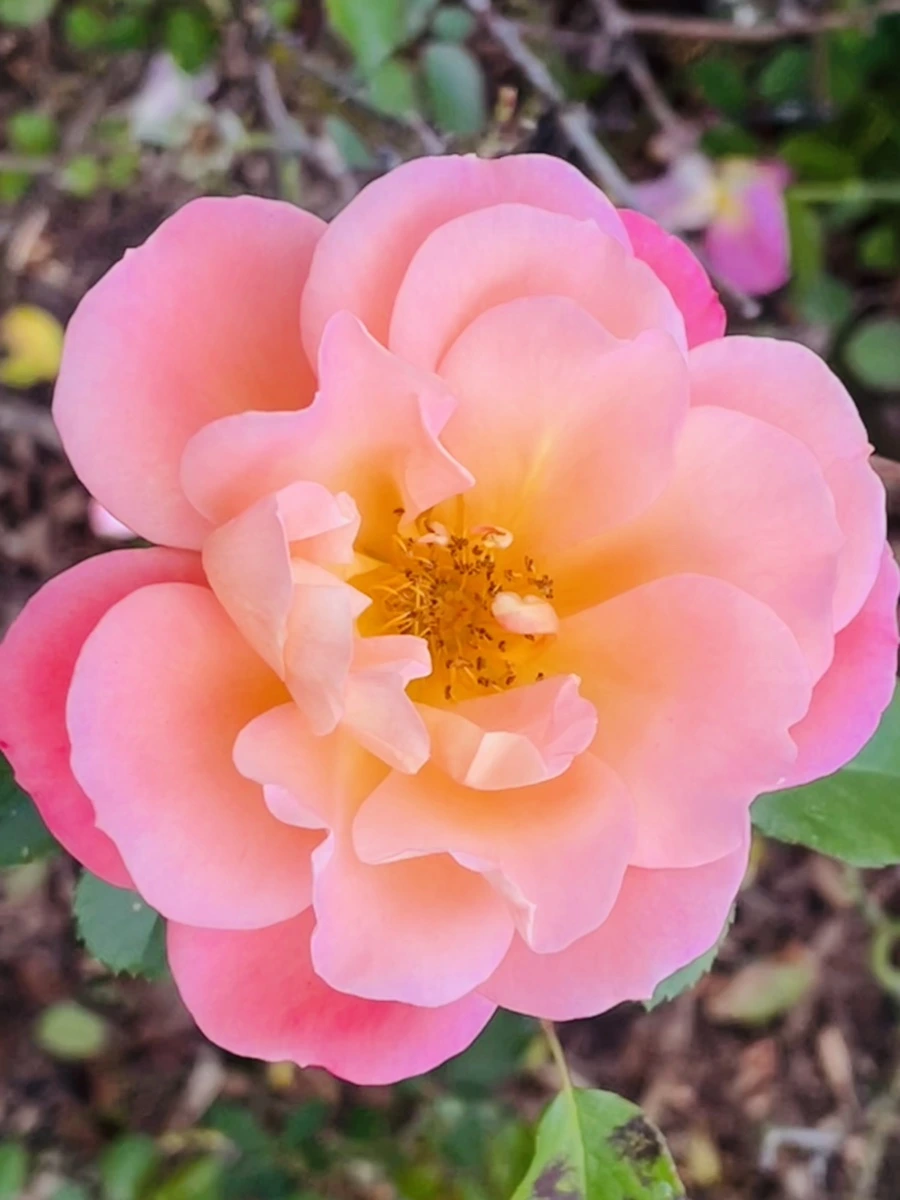 IMG_0147.jpg?type=w966