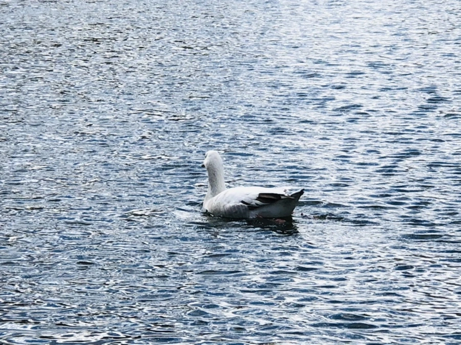 IMG_4369.jpg?type=w966