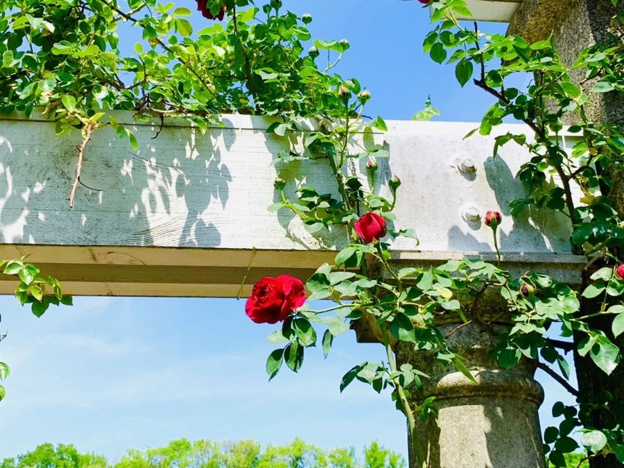 IMG_4392.jpg?type=w966