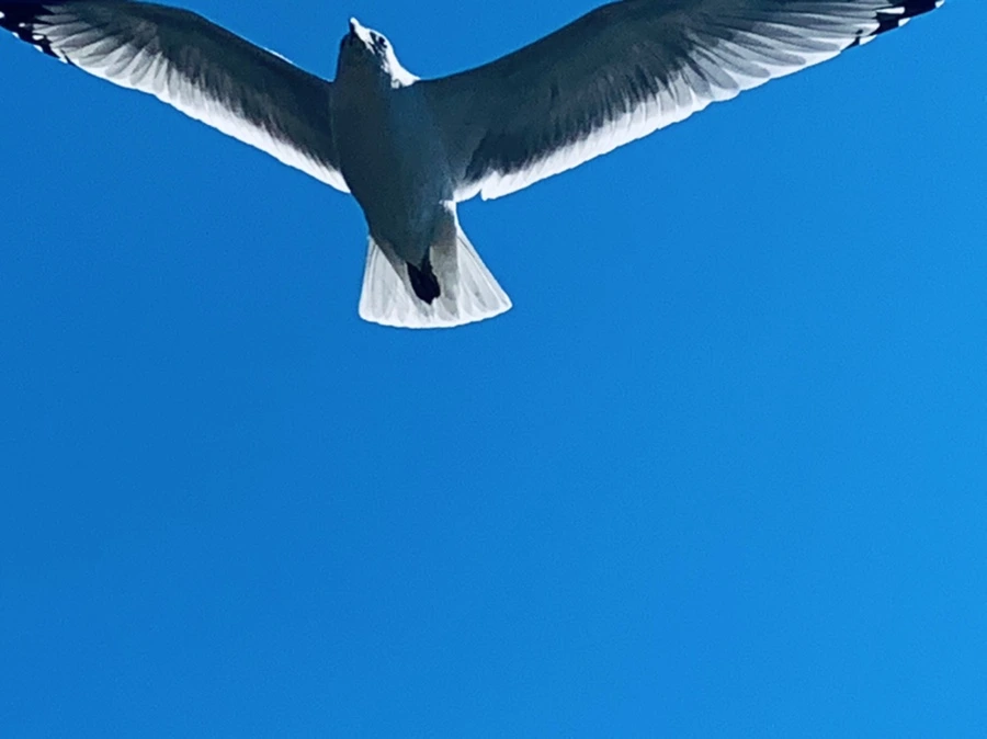 IMG_9444.jpg?type=w966