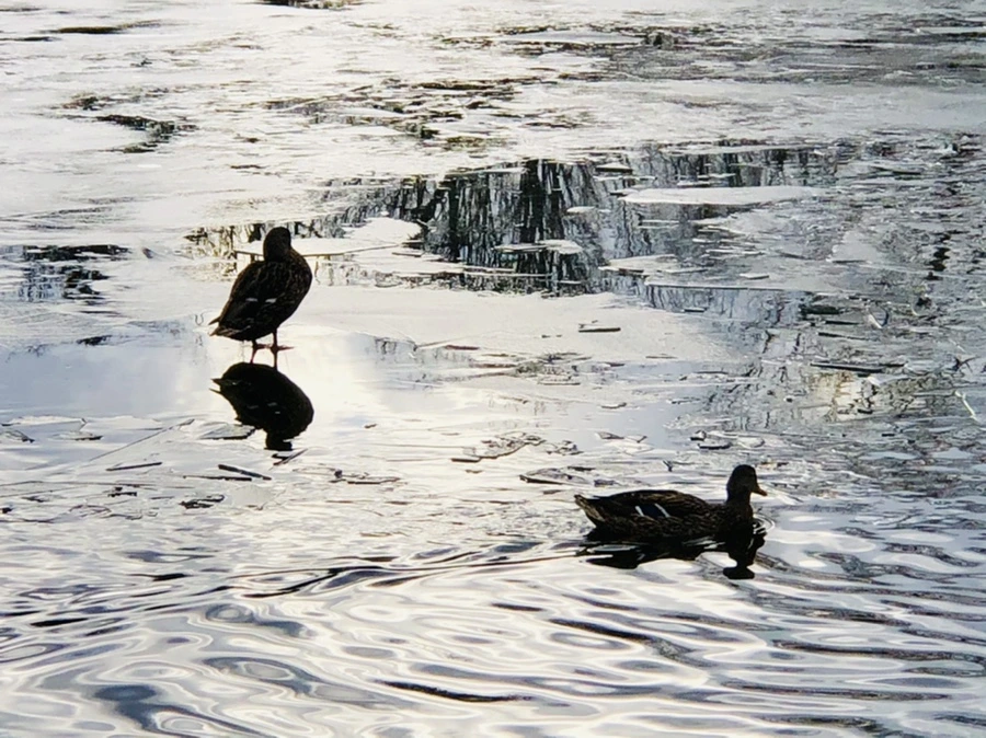 IMG_5042.jpg?type=w966