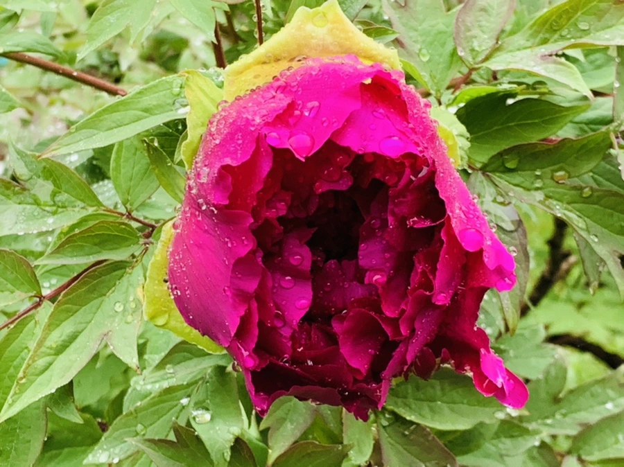 IMG_9388.jpg?type=w966